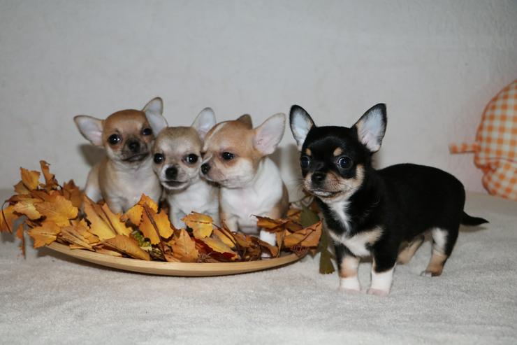 Wunderschöne Chihuahua-Welpen in Kurzhaar - Rassehunde - Bild 1