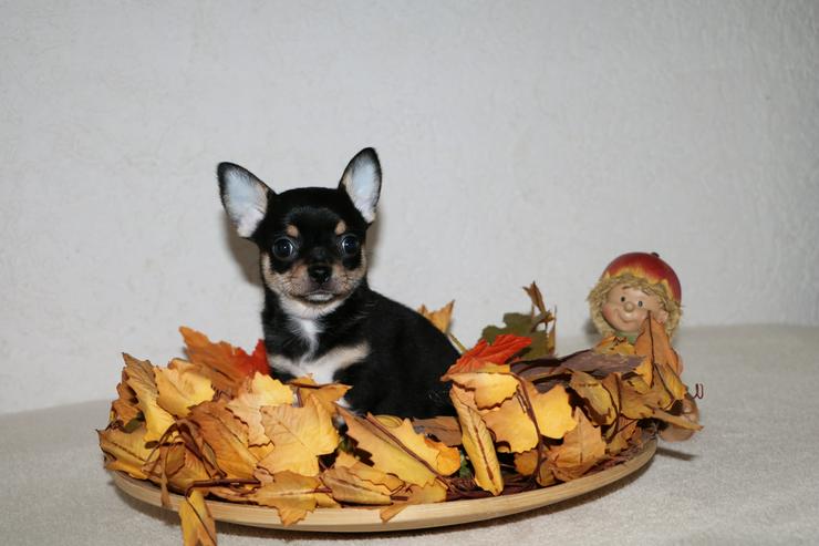 Bild 3: Wunderschöne Chihuahua-Welpen in Kurzhaar