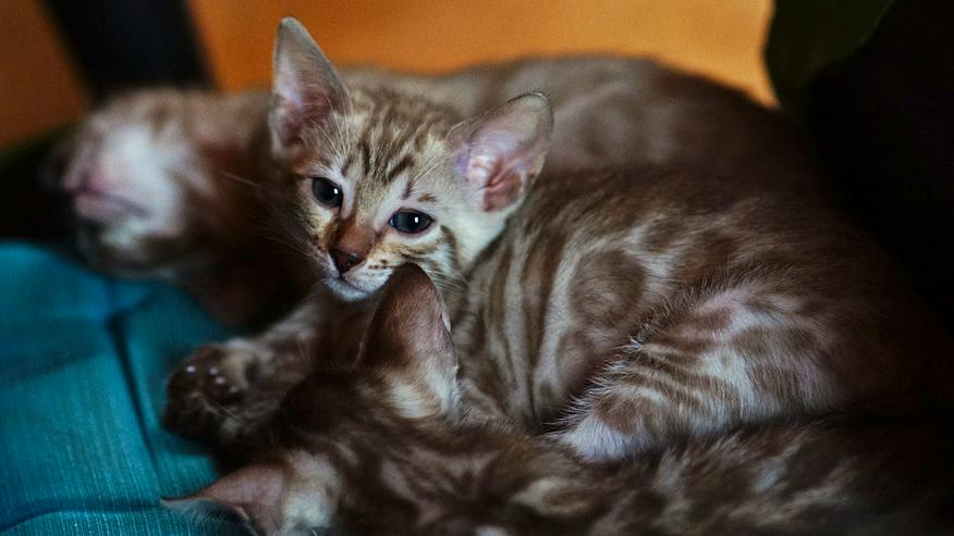 Bild 2: Wunderschöne Champion Bengalkitten Katzen suchen Ihr neues Zuhause