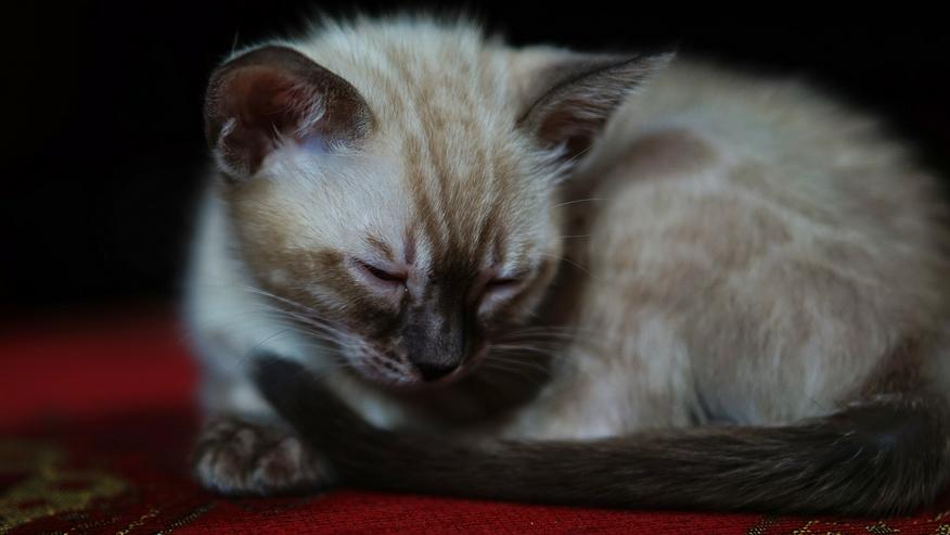 Wunderschöne Champion Bengalkitten Katzen suchen Ihr neues Zuhause - Rassekatzen - Bild 7