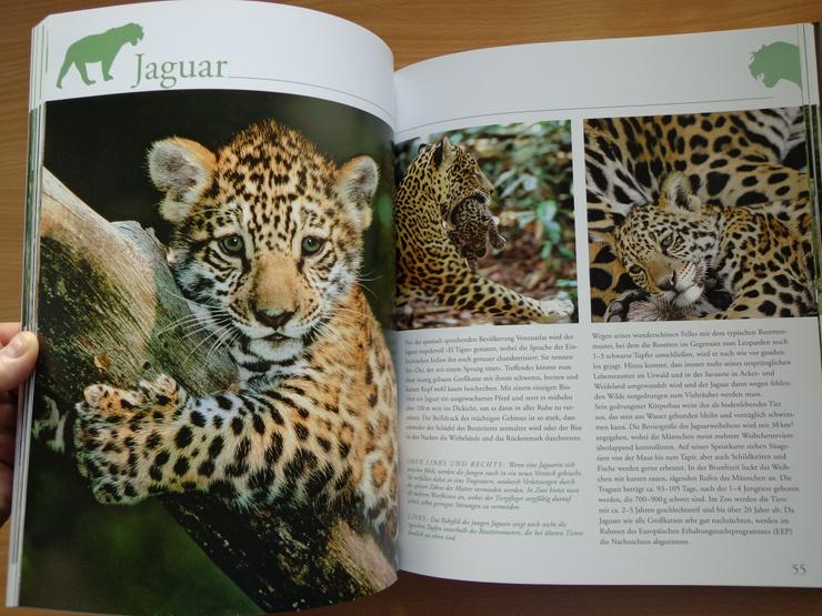 Großbildband "Tierkinder im Zoo", von Prof. Dr. Henning Wiesner, BLV-Verlag, NEU - Tiere - Bild 11