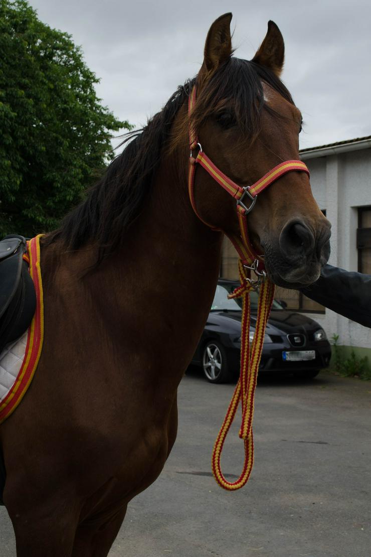 Andalusier, Wallach - Pferde (Großpferde) - Bild 1