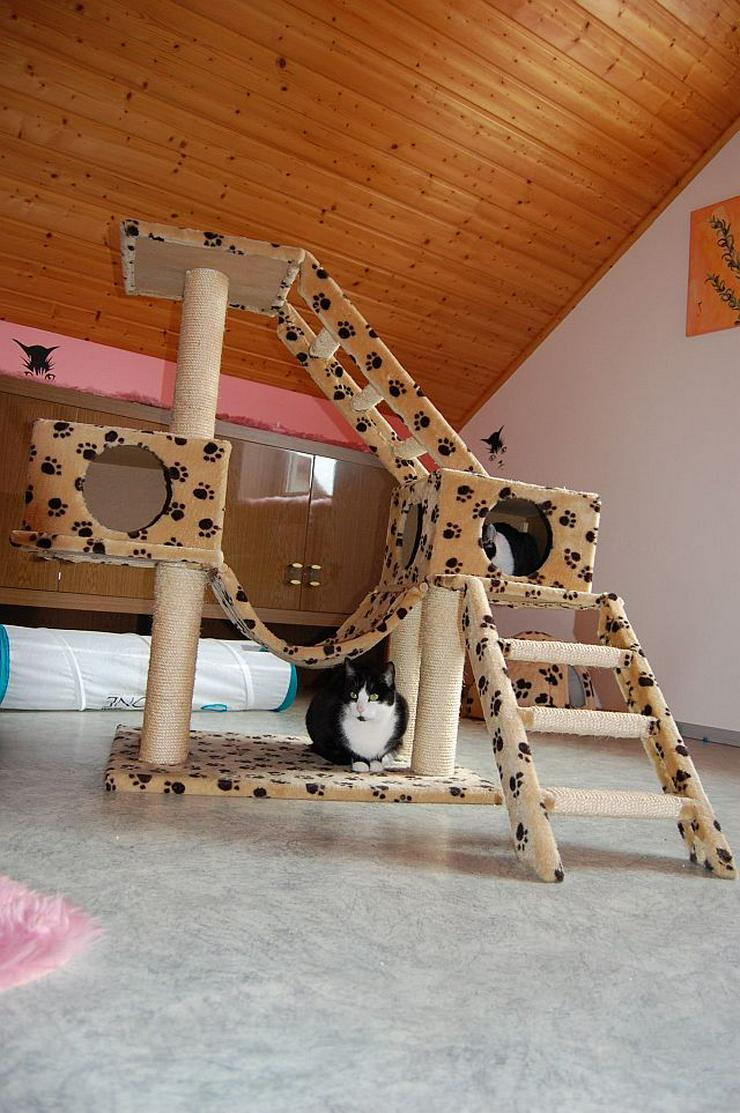 Bild 6: Tierpension MOPPi`s DOGhome