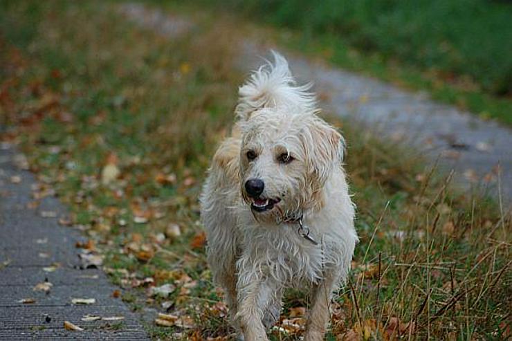 Bild 4: Tierpension MOPPi`s DOGhome