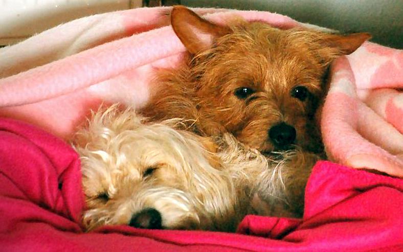 Tierpension MOPPi`s DOGhome - Tierbetreuung & Training - Bild 1