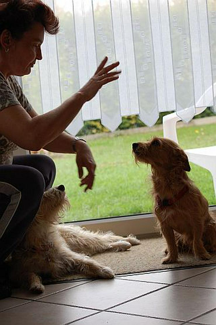 Bild 3: Tierpension MOPPi`s DOGhome