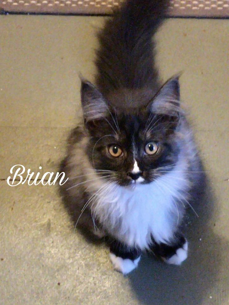 Süße Maine Coon Kitten mit Stammbaum  - Rassekatzen - Bild 8