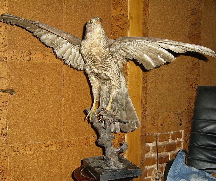 Bild 2: Habicht  Falke Präparat 89cm flügelspann