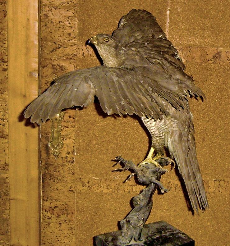 Bild 5: Habicht  Falke Präparat 89cm flügelspann
