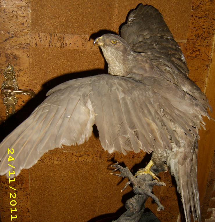 Bild 7: Habicht  Falke Präparat 89cm flügelspann