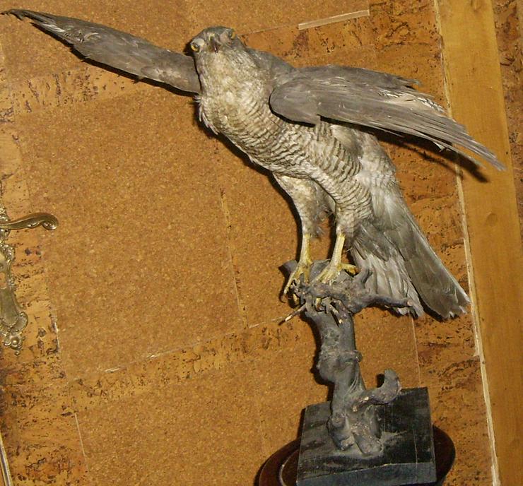 Bild 8: Habicht  Falke Präparat 89cm flügelspann