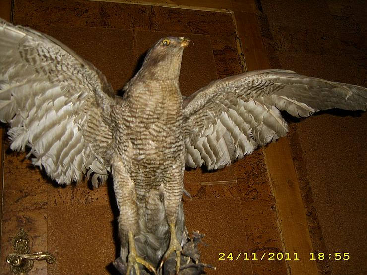Bild 11: Habicht  Falke Präparat 89cm flügelspann