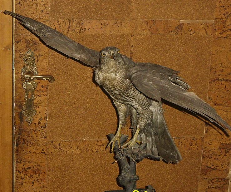 Bild 6: Habicht  Falke Präparat 89cm flügelspann