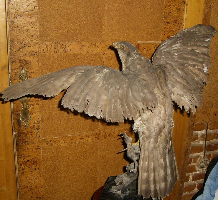 Bild 9: Habicht  Falke Präparat 89cm flügelspann