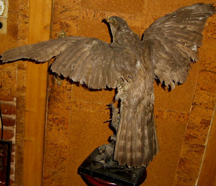 Bild 3: Habicht  Falke Präparat 89cm flügelspann