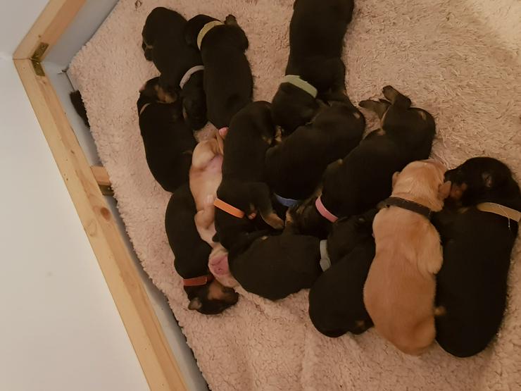 Hovawart-Welpen D-Wurf von den Wupperwiesen, geb. am 24.10.2018 - Rassehunde - Bild 1