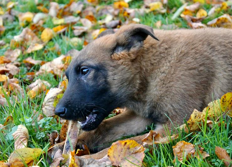 Malinois x Schäferhund Welpen ab sofort !  - Mischlingshunde - Bild 2