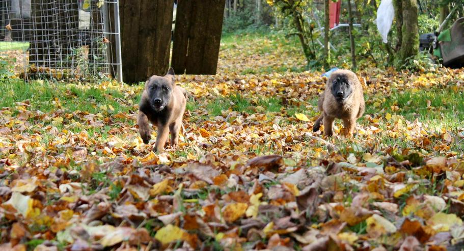 Bild 5: Malinois x Schäferhund Welpen ab sofort ! 