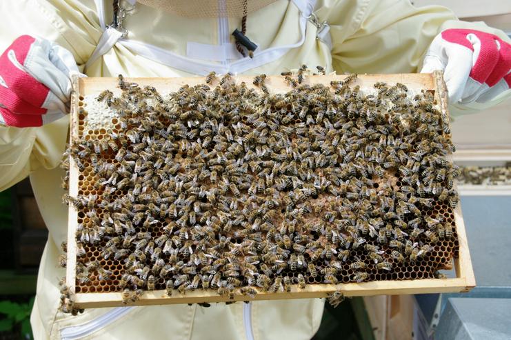 Bild 6: Bienen Patenschaft