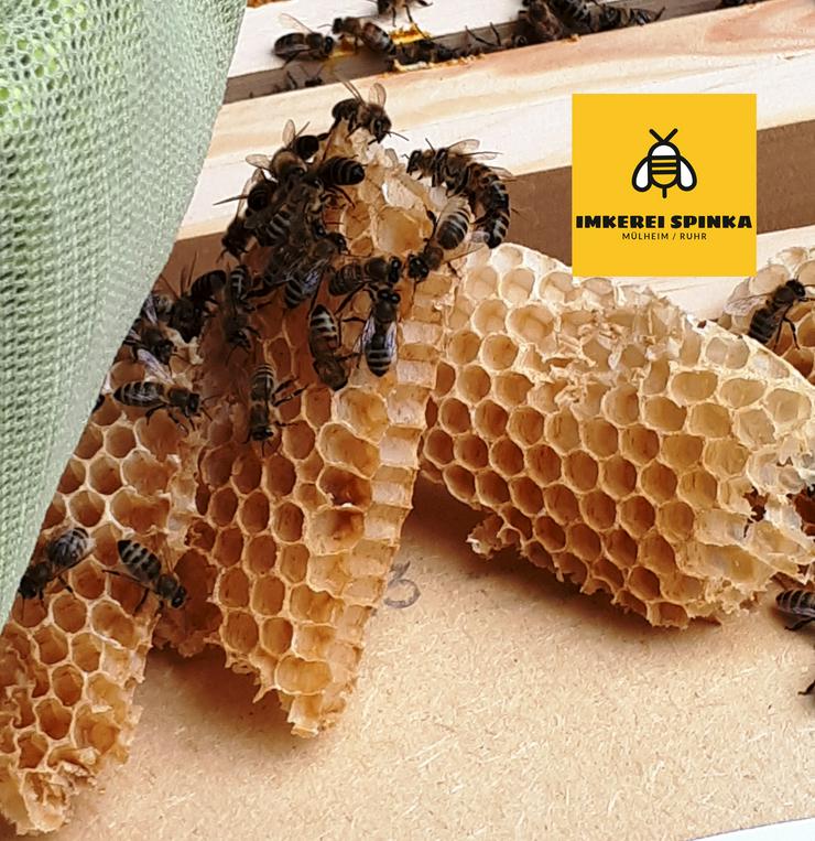 Bild 3: Bienen Patenschaft