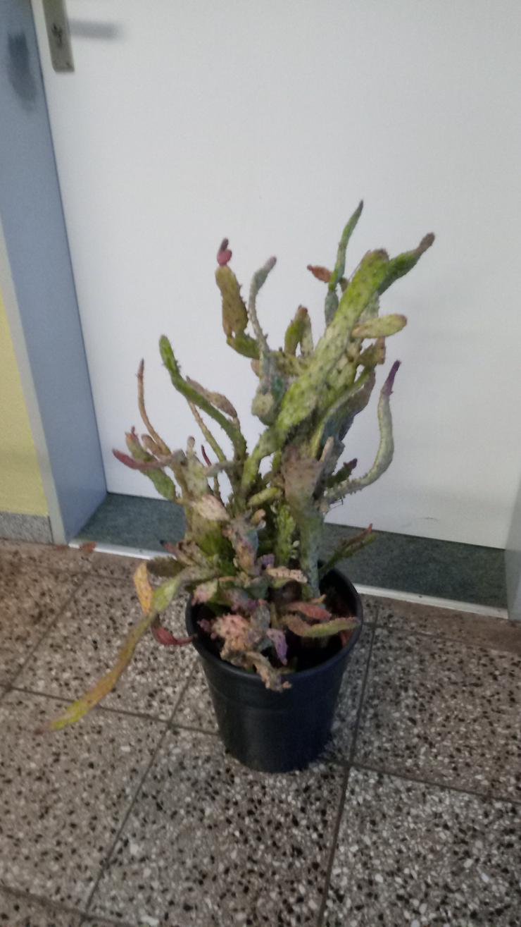 🌵 Kaktus / Kakteen / Opuntie / Sukkulenten / Zimmerpflanze / Grünpflanze / Pflanze / Blume  - Pflanzen - Bild 2