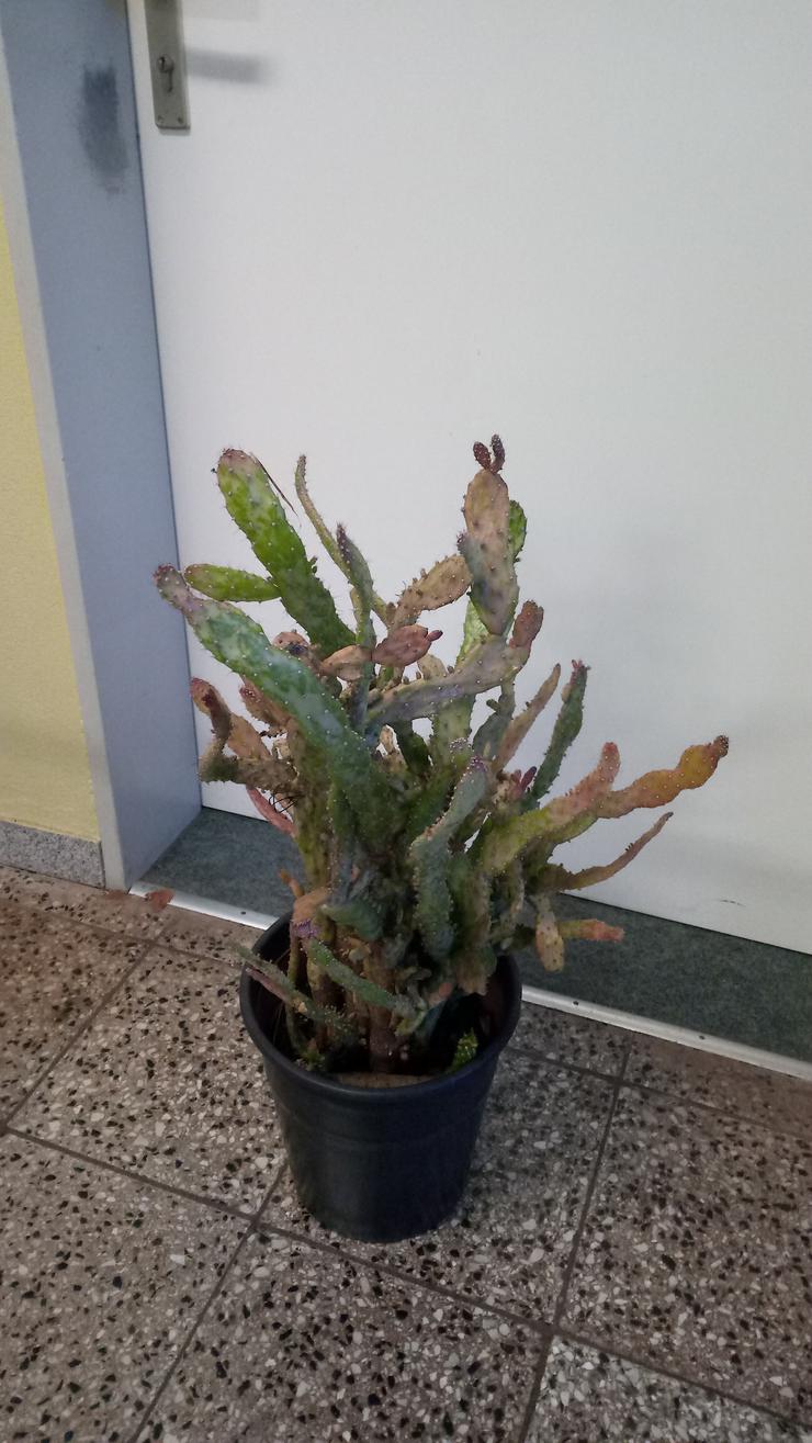 Bild 1: 🌵 Kaktus / Kakteen / Opuntie / Sukkulenten / Zimmerpflanze / Grünpflanze / Pflanze / Blume 