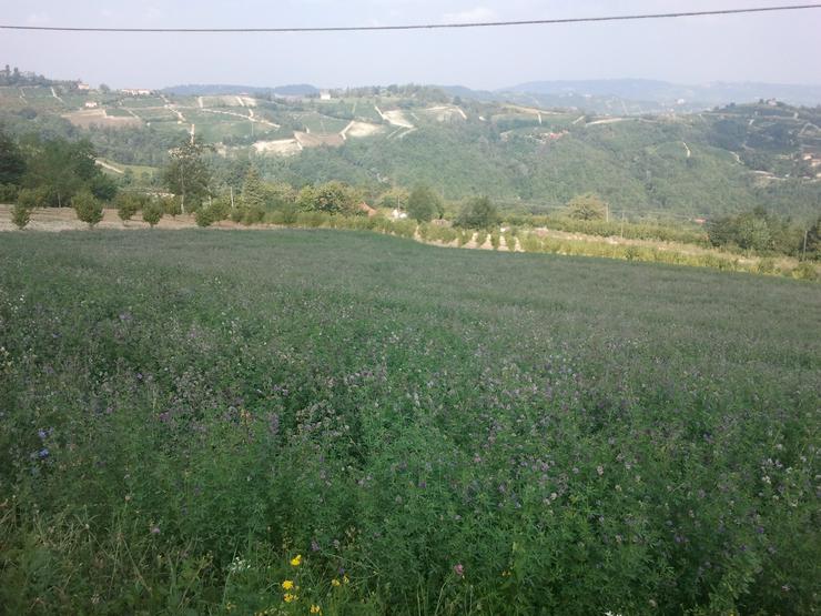 Baugrundstück Piemont Italien zu verkaufen - Grundstück kaufen - Bild 3