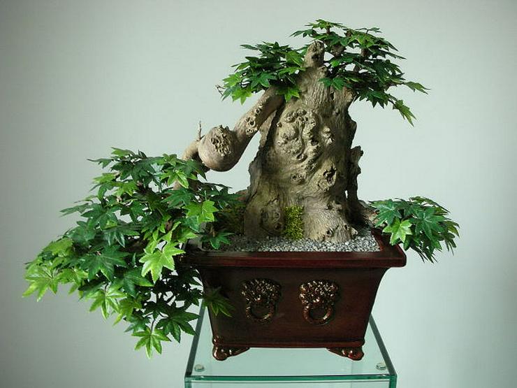 Ein Leben ohne Bonsai ist zwar möglich, aber sinnlos! - Vasen & Kunstpflanzen - Bild 14