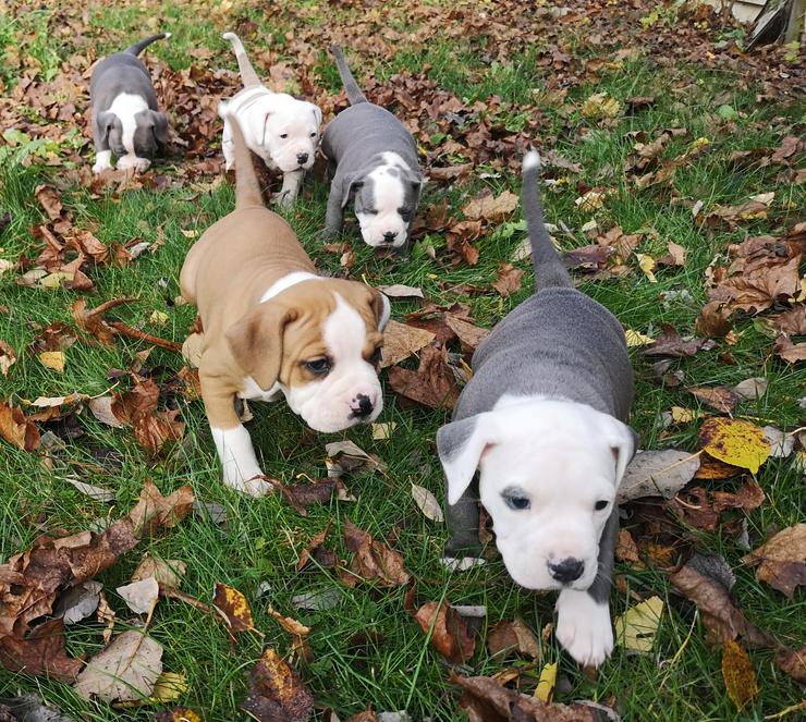 Bild 3: Bulldoggen Boxer Welpen 