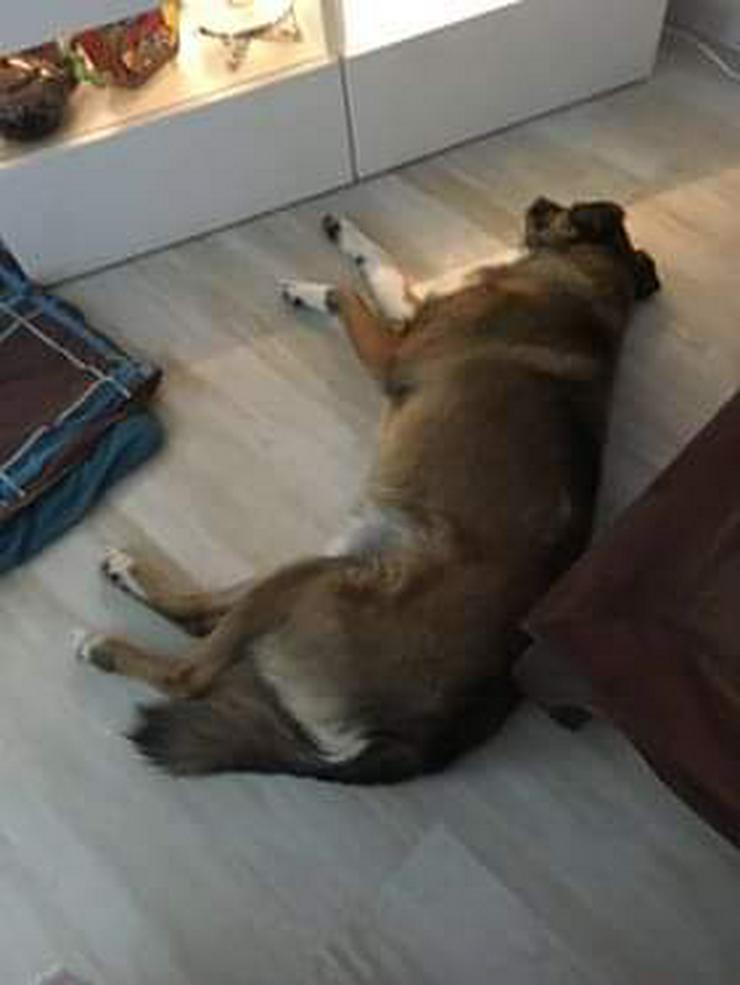 Trennungsopfer Moritz braucht dringend Hilfe - Mischlingshunde - Bild 2