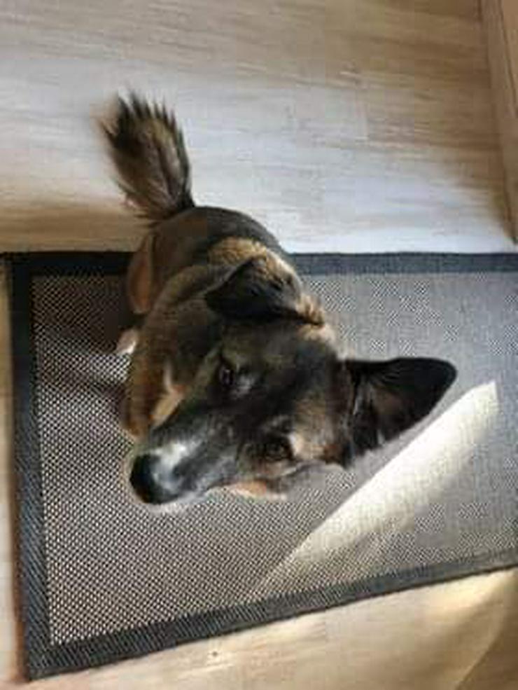 Trennungsopfer Moritz braucht dringend Hilfe - Mischlingshunde - Bild 6