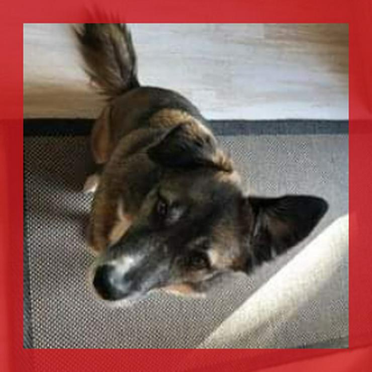 Trennungsopfer Moritz braucht dringend Hilfe - Mischlingshunde - Bild 1