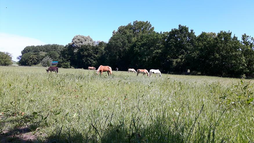 Bild 3: Reitkurse/Reitunterricht in kleinen Gruppen
