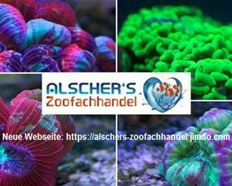 Bild 2: Kombipaket 2 Balling Lösungen Mineralien und Spurenelemente für Meerwasseraquarien