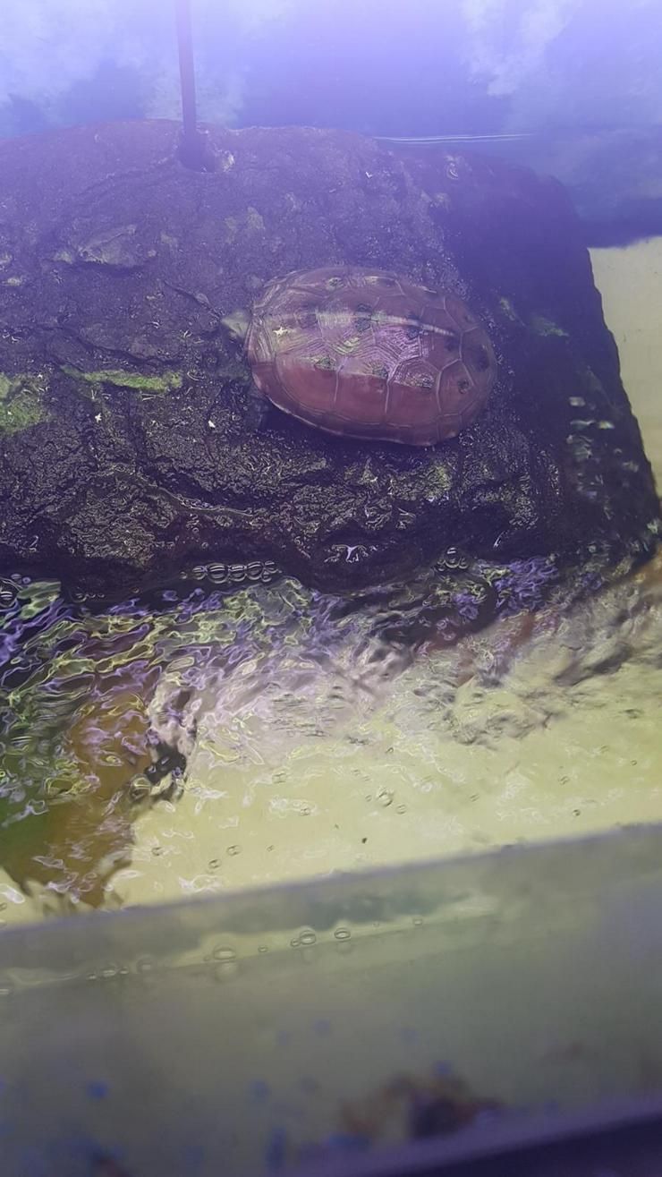 2 Wasserschildkröten abzugeben  - Schildkröten - Bild 1