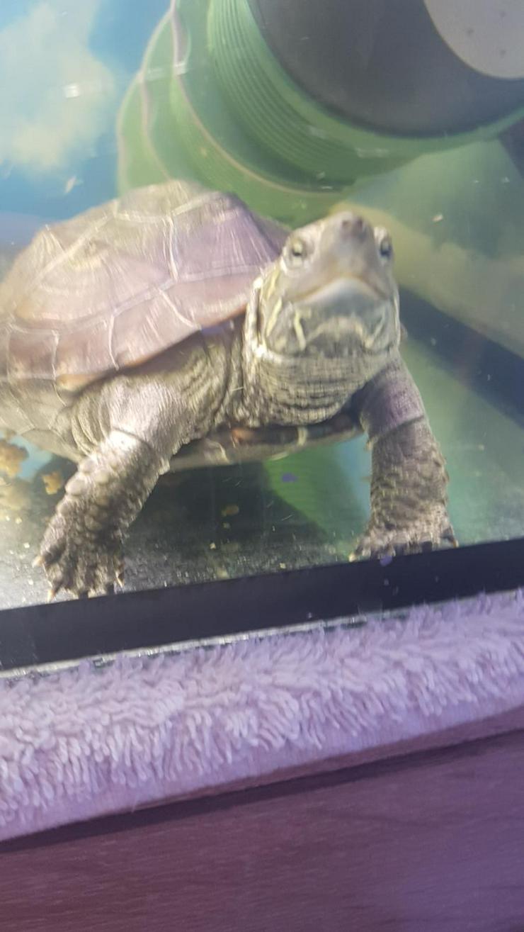 Bild 2: 2 Wasserschildkröten abzugeben 