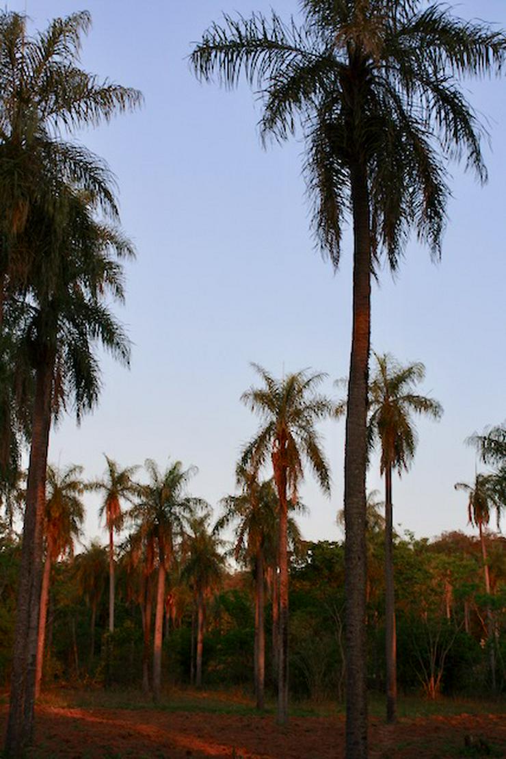 Bild 7: Grundstück in Paraguay