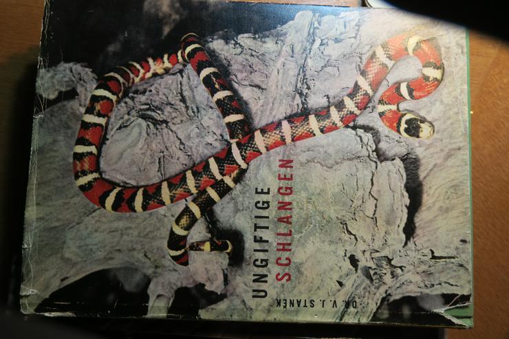 Mit gespaltener Zunge / Snakes / Ungiftige Schlangen - Tiere - Bild 2