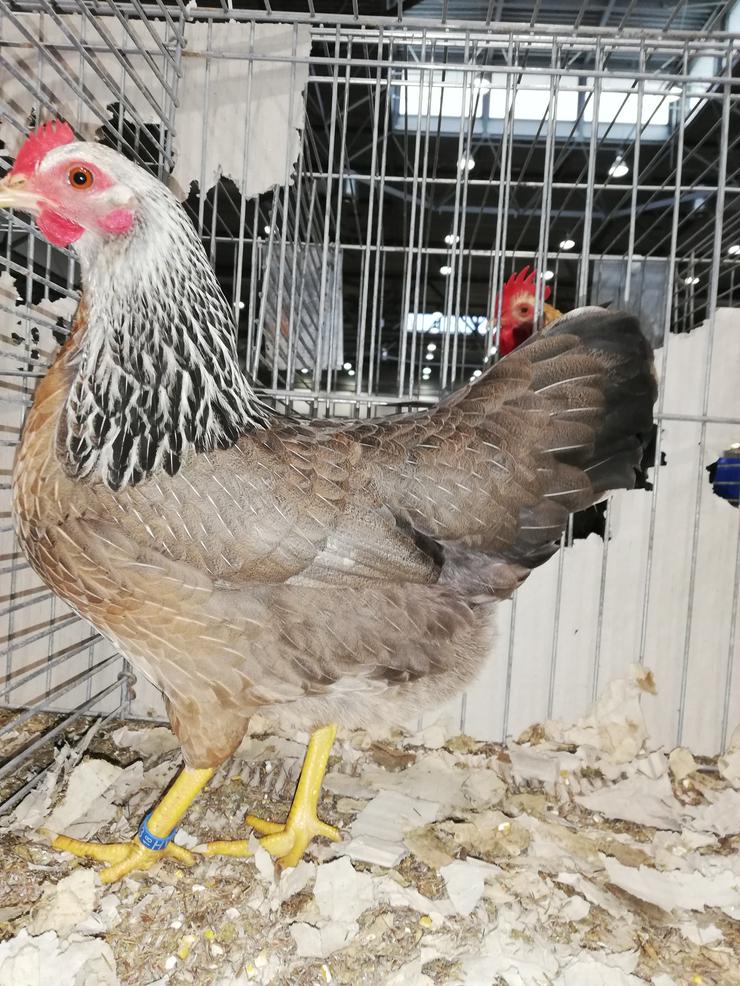 Verk.Bruteier von Zwerg Welsumer Silberfarbig - Weitere Kleintiere - Bild 1