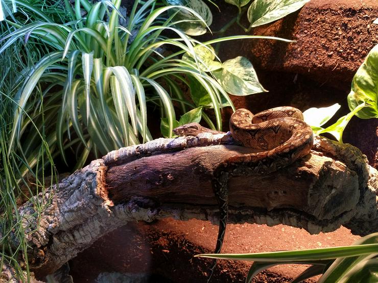 Bild 5: Terrarium für Schlangen