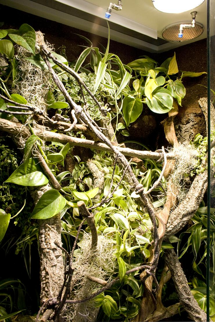 Bild 5: Terrarium (Regenwald) für ein Chamäleon (Typ R03)