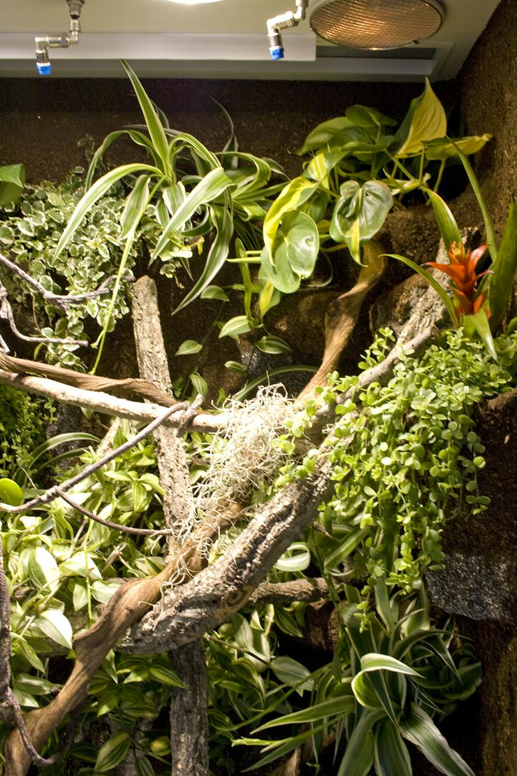 Bild 3: Terrarium (Regenwald) für ein Chamäleon (Typ R03)