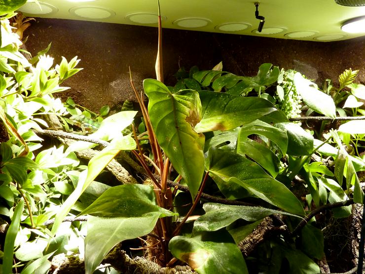 Bild 6: Terrarium (Regenwald) für ein Chamäleon (Typ R03)