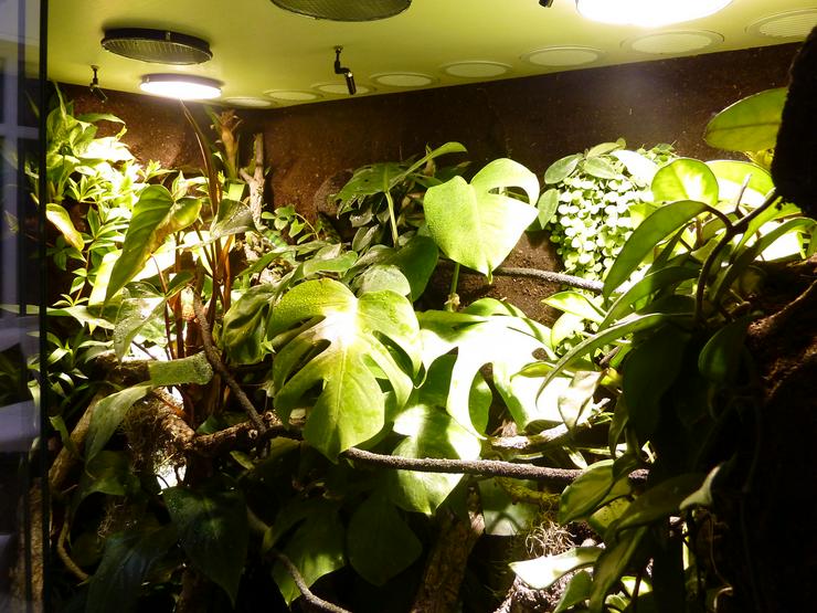 Bild 4: Terrarium (Regenwald) für ein Chamäleon (Typ R03)
