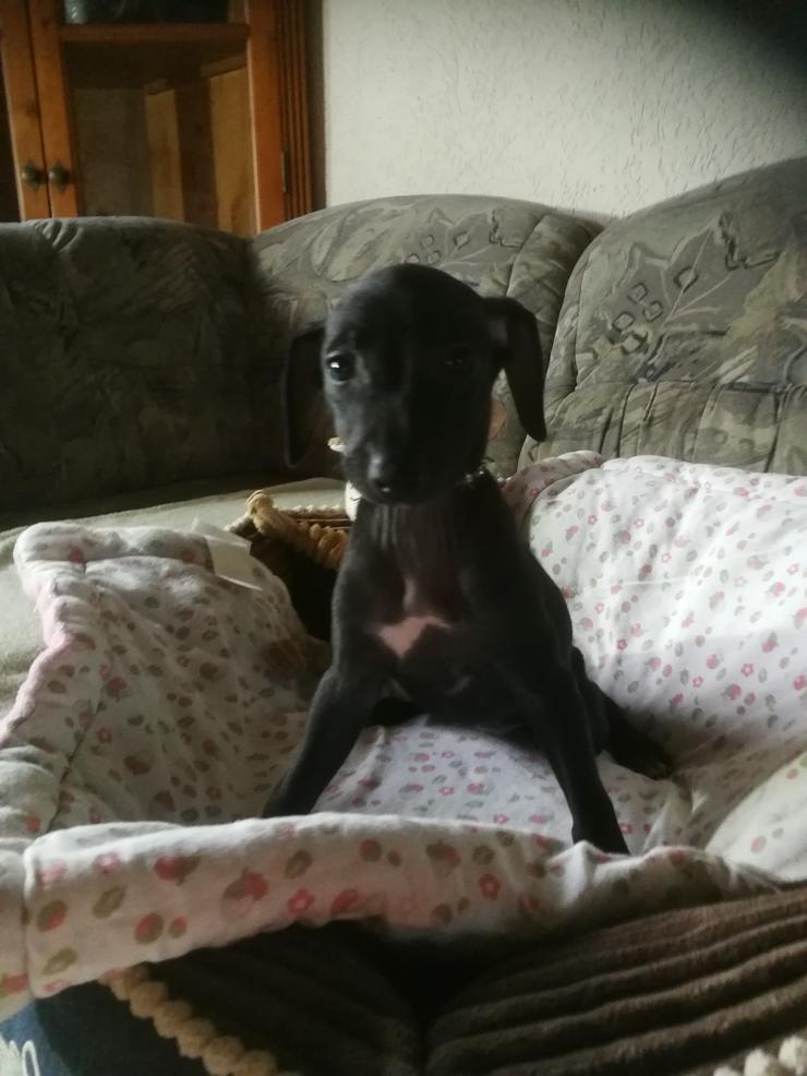 Italienisches Windspiel Welpen - Rassehunde - Bild 1