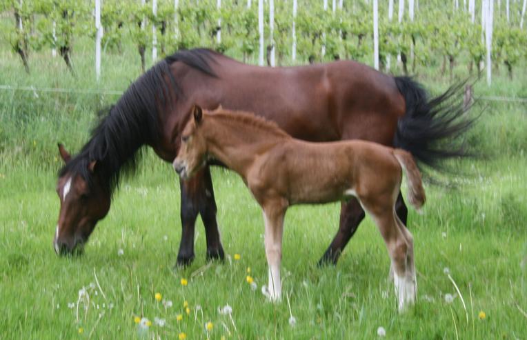 Bild 3: Kindergeburtstage auf dem Bauernhof./ Pferdehof
