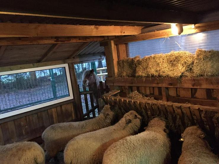 Bild 7: Ferienwohnung im schönen Cuxland