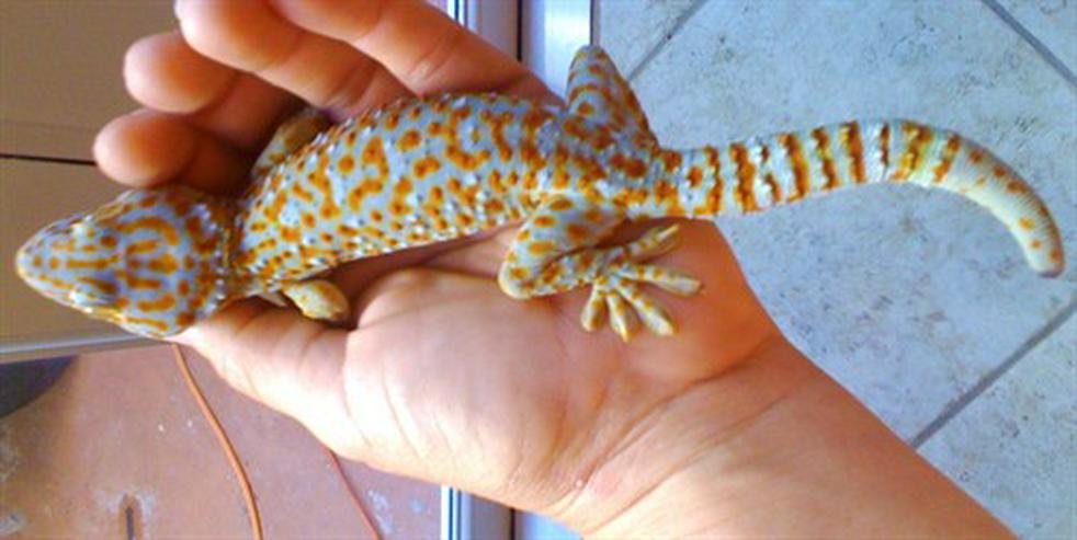 Bild 4: Erhältlich 9 verschiedene Tokay Geckos Morphs zum Verkauf