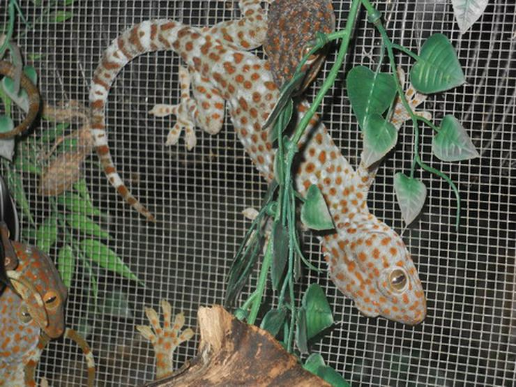 Bild 2: Erhältlich 9 verschiedene Tokay Geckos Morphs zum Verkauf