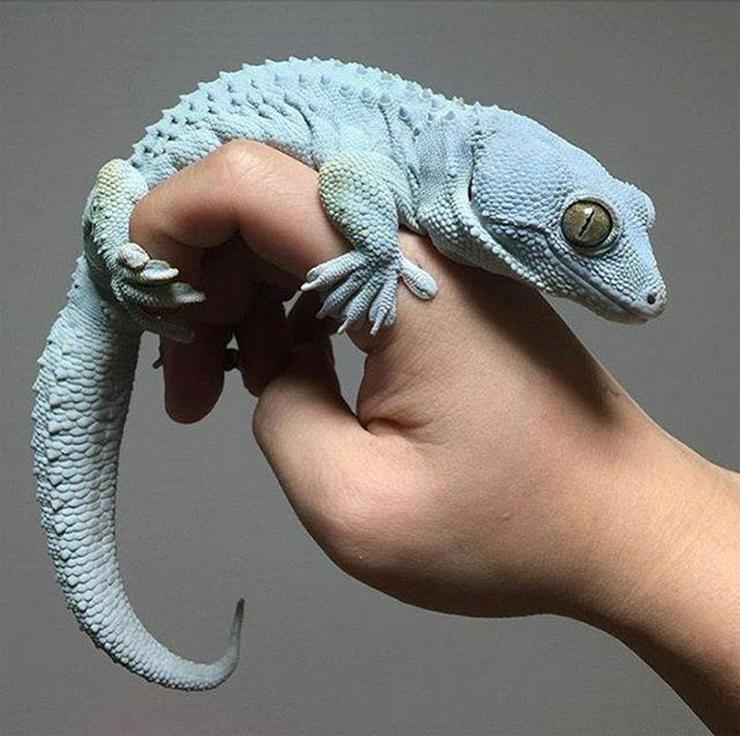 Bild 3: Erhältlich 9 verschiedene Tokay Geckos Morphs zum Verkauf